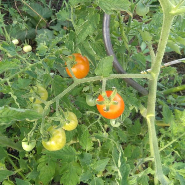 Pomodoro ciliegino Ida Gold (Solanum lycopersicum) semi