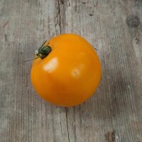Pomodoro ciliegino Ida Gold (Solanum lycopersicum)