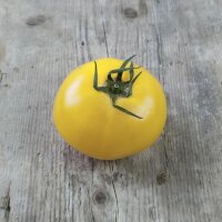 Pomodoro Sorbet de Citron (Solanum lycopersicum) semi
