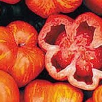 Pomodoro costoluto tigrato Striped Stuffer (Solanum...