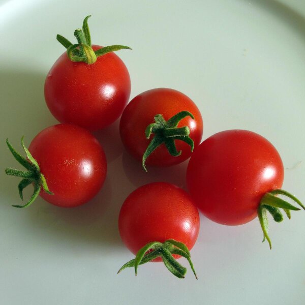 Pomodoro Ciliegino (Solanum lycopersicum) semi