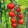Pomodoro ciliegino Gardeners Delight (Solanum lycopersicum) semi