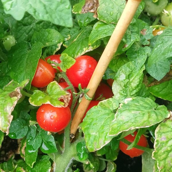 Pomodoro da balcone greco (Solanum lycopersicum) semi