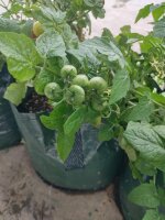 Pomodoro da balcone greco (Solanum lycopersicum) semi