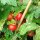 Pomodoro da balcone greco (Solanum lycopersicum) semi