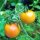 Pomodoro giallo Mirabelle (Solanum lycopersicum) semi