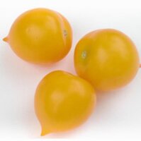 Pomodoro giallo Pendulina (Solanum lycopersicum)