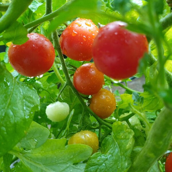 Pomodoro ciliegino polacco Pokusa (Solanum lycopersicum) semi