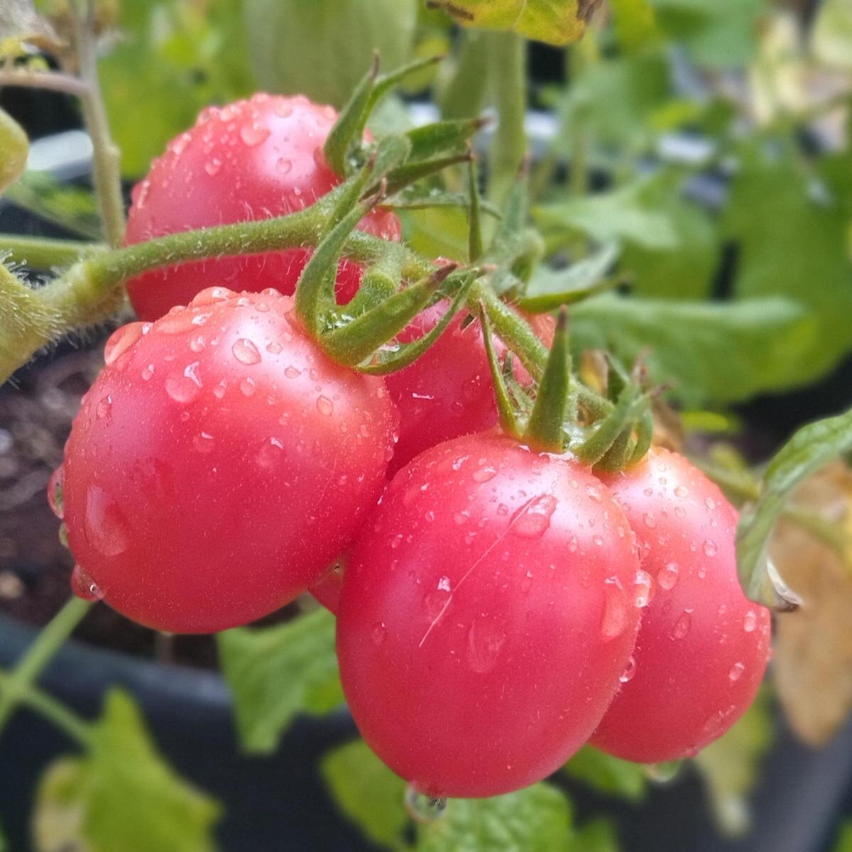 Semi Di Pomodoro 'Old German' – Varietà Antica A Polpa Arancione, Circa 10 Semi