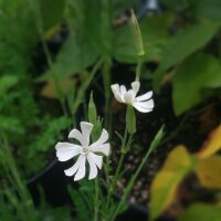 Silene Undulata / Radice del sogno africana (Silene capensis) semi