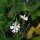 Silene Undulata / Radice del sogno africana (Silene capensis) semi