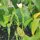 Silene Undulata / Radice del sogno africana (Silene capensis) semi