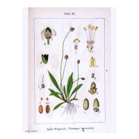 Piantaggine lanciuola (Plantago lanceolata) semi