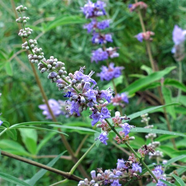 Agnocasto (Vitex agnus-castus) semi