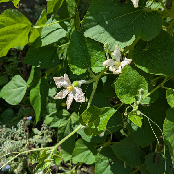 Semi Di Zucca Serpente Lagenaria Siceraria – Sperli 81280 – Biologici, Commestibili
