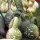 Zucca a Fiasco (Lagenaria siceraria) semi