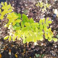 Astragalo Huang-Qi (Astragalus membranaceus) semi