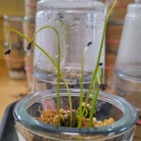 Asparago dei Boschi (Ornithogalum pyrenaicum) semi