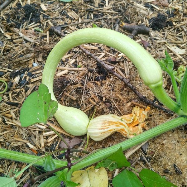 Zucchina rampicante Tromboncino dAlbenga (Cucurbita moschata) semi