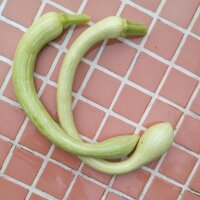 Zucchina rampicante Tromboncino dAlbenga (Cucurbita...
