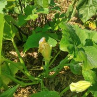 Zucchina rampicante Tromboncino dAlbenga (Cucurbita moschata) semi