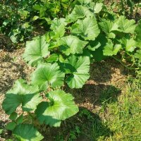 Zucchina rampicante Tromboncino dAlbenga (Cucurbita moschata) semi