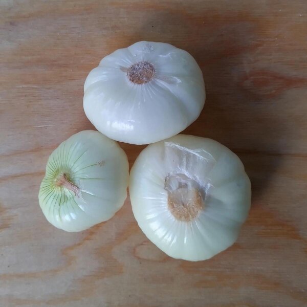 Cipolla Borettana (Allium cepa) semi