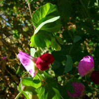 Pisello selvatico (Pisum sativum subsp. elatius) semi