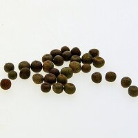 Pisello selvatico (Pisum sativum subsp. elatius) semi