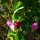 Pisello selvatico (Pisum sativum subsp. elatius) semi
