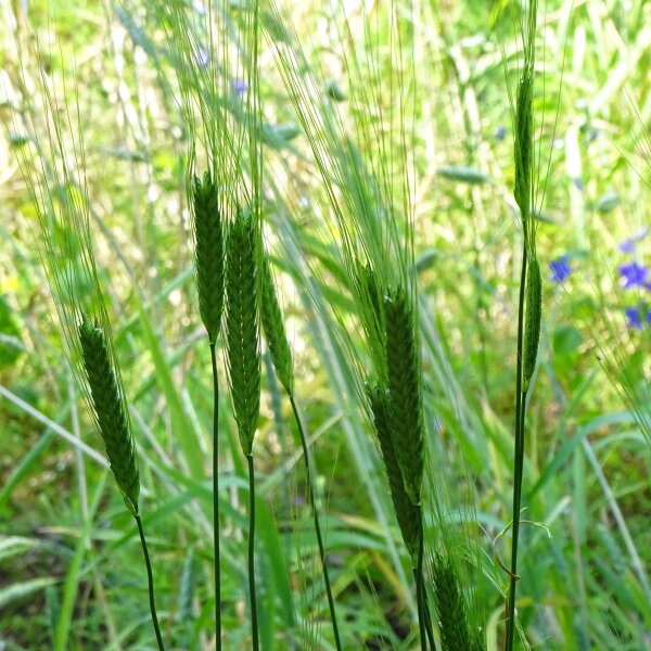 Monococco / Piccolo farro (Triticum monococcum) semi