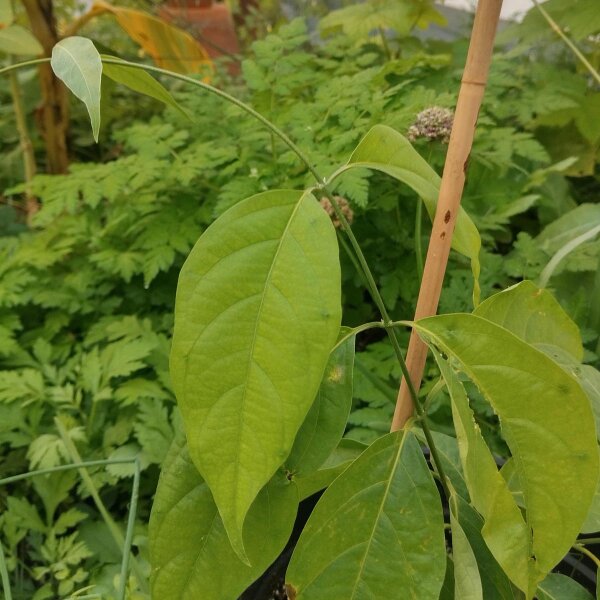 Ayahuasca (Banisteriopsis caapi) semi