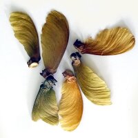Ayahuasca (Banisteriopsis caapi) semi