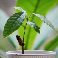 Albero del cacao (Theobroma cacao) semi