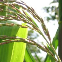 Teosinte (Zea mexicana) semi