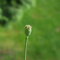 Papavero setoloso (Papaver somniferum ssp. setigerum) semi
