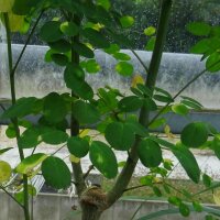 Moringa oleifera (Moringa oleifera) semi