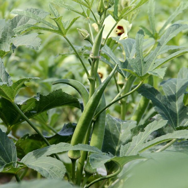 Okra (Abelmoschus esculentus) semi