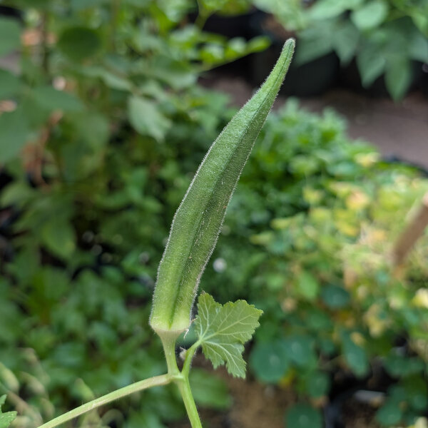 Okra (Abelmoschus esculentus) semi