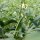 Okra (Abelmoschus esculentus) semi