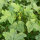 Okra (Abelmoschus esculentus) semi