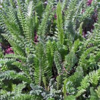 Achillea millefoglie (Achillea millefolium) semi