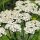 Achillea millefoglie (Achillea millefolium) semi