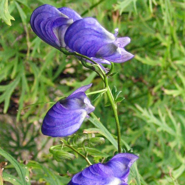 Aconito napello (Aconitum napellus) semi