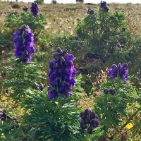 Aconito napello (Aconitum napellus) semi