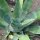 Agave blu (Agave americana) semi