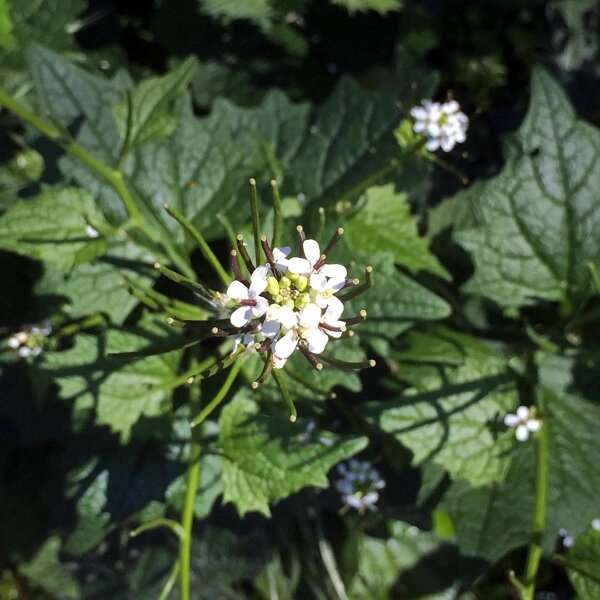 Alliaria (Alliaria petiolata) semi