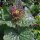 Alliaria (Alliaria petiolata) semi