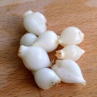 Aglio pippolino (Allium vineale) semi