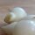 Aglio pippolino (Allium vineale) semi